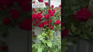 Начинаю вести творческий канал, плетистые розы цветут во всю