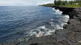 Sea Bird Traffic