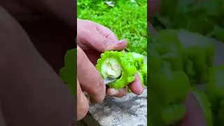 Grilled Bitter Melon 