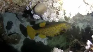 Sunset dive at Shaab Ali, North Route, Red Sea May 2023