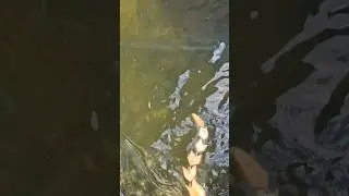 #handmade #snake #woodworking #fishing #lure #youtubeshorts #youtube #shorts