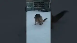 Какой хороший пёсик 😘 