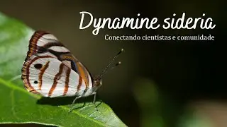 A borboleta Dynamine sideria - Conectando cientistas e comunidade