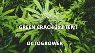 Octopot Green Crack 3x3 | Octogrower
