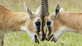 WILDLIFE // Gazalles fighting to death // swala wakipigana hadi kufa