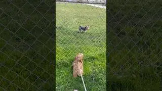 Behind the Fence: Does it Affect Dog Relationships?