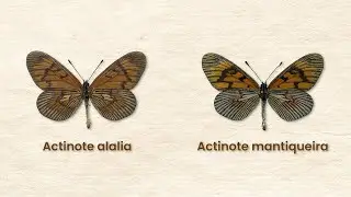 Como as montanhas levam ao surgimento de novas espécies?