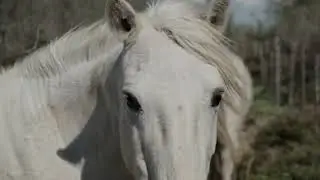 Salin de Giraud en Camargue à Arles - "un bout du monde si proche"