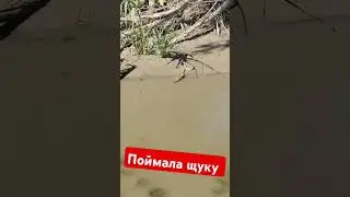 огромная змея поймала щуку