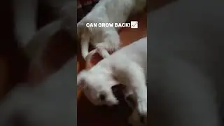 This trend but my puppies are fighting 😀#fypシ゚ #trending #pets