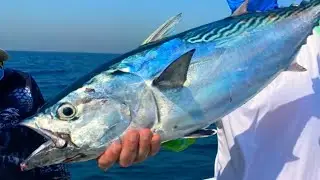 Bonito frenzy fishing adventures in Dubai, UAE!