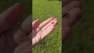Skudru karaliene / Ant queen