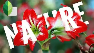 Snapseed 3D Text Editing |  Text Behind Image