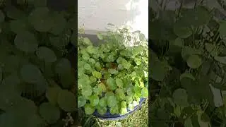 water plant soi