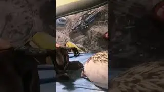 ювілей мата