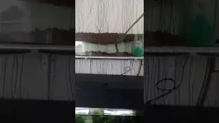 Фитофильтр своими руками