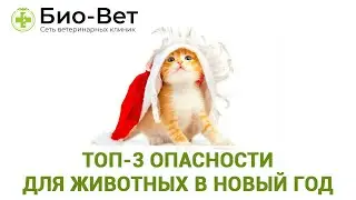 ТОП-3 ОПАСНОСТИ ДЛЯ КОШЕК И СОБАК в Новый Год // Сеть Ветклиник БИО-ВЕТ