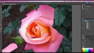 Gradient Mesh Video