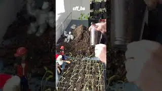 #replanting #seedlingtrays #tomatoes #oregon #spring