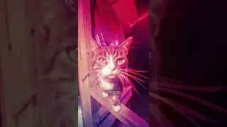Yo my manager just sent me this fire promo for my track w @davidguetta - the Internet is crazyyyy 🐱