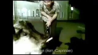Познавательный слоник, учимся детишки! [18+]