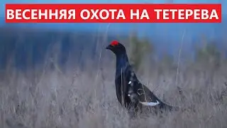 💥 ВЕСЕННЯЯ ОХОТА НА ТЕТЕРЕВА.