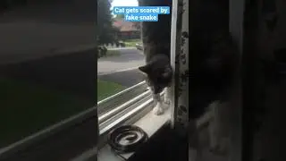 Cat gets scared by snake