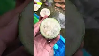 Eating star apple on Oahu, Hawaii