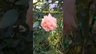 🌹Роза Барок 19.09 