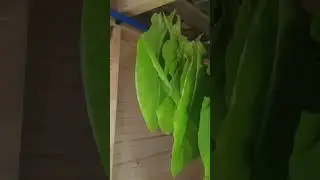 листья табака на просушке