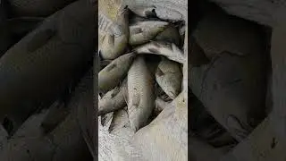 Seabass fishing catch #amazing #angler #best #fishing #seabass #adventure #fishingislife