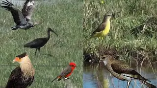 naturaleza en sercanias a arroyos