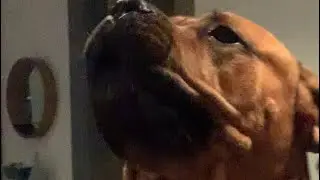 When Your Boerboel wants to Start Trouble #doglover #trending #shortvideo