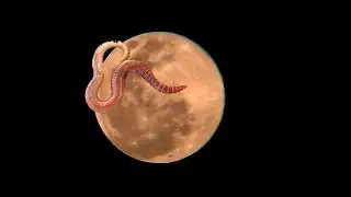 FULL WORM MOON | March 2023