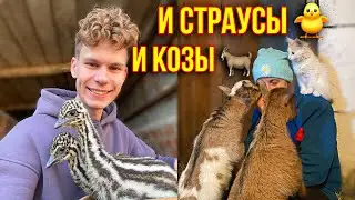 Пополнение за пополнением 🐥 🐐 КУДА  СТОЛЬКО ? 🧑‍🌾 И КОЗЫ И СТРАУСЯТА 🐥Горячая пора в Деревне 🏡