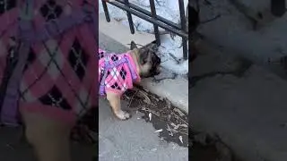 #французскийбульдог