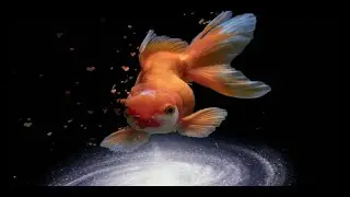 GOLDFISH BREED