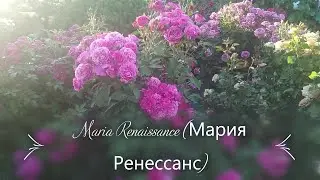 Розы группы шраб. Maria Renaissance (Мария Ренессанс)