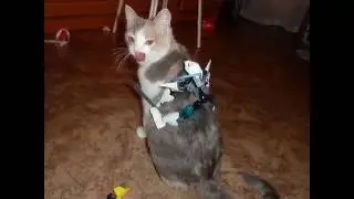 Наша кошка Муся