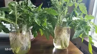 Free Tomato Plants from Suckers for a Fall Crop