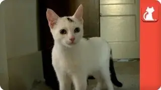 Kitten can't walk but learns with a walker - Tails of Survival