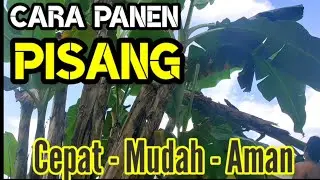 Cara Panen Pisang agar Buahnya tidak Rusak || Tinggi dan posisi Sulit