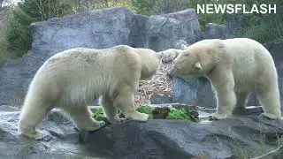 Zoo Surprises Adorable Polar Bear With Giant Frozen Salmon Cake For Second Birthday