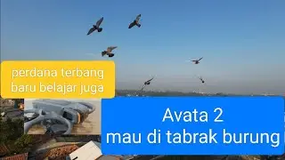 Dji Avata 2 perdana terbang, baru belajar juga udah mau di tabrak burung !!