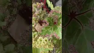 koleksi begonia guwehh