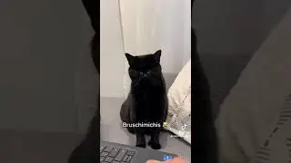 funniest videos cats 🐯