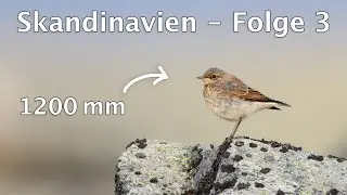 Auf der Suche nach Polarfüchsen und Fotografie mit dem 2x Konverter