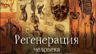 Регенерация: как научить свое тело заживлять быстрее и лучше