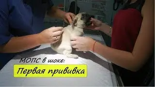 ПЕРВАЯ ПРИВИВКА МОПСУ БУСЕ. ( БЛОГ ВЛОГ )