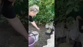 КОРМЛЕНИЕ УТЯТ/БАССЕЙН ДЛЯ УТЯТ ГОТОВ